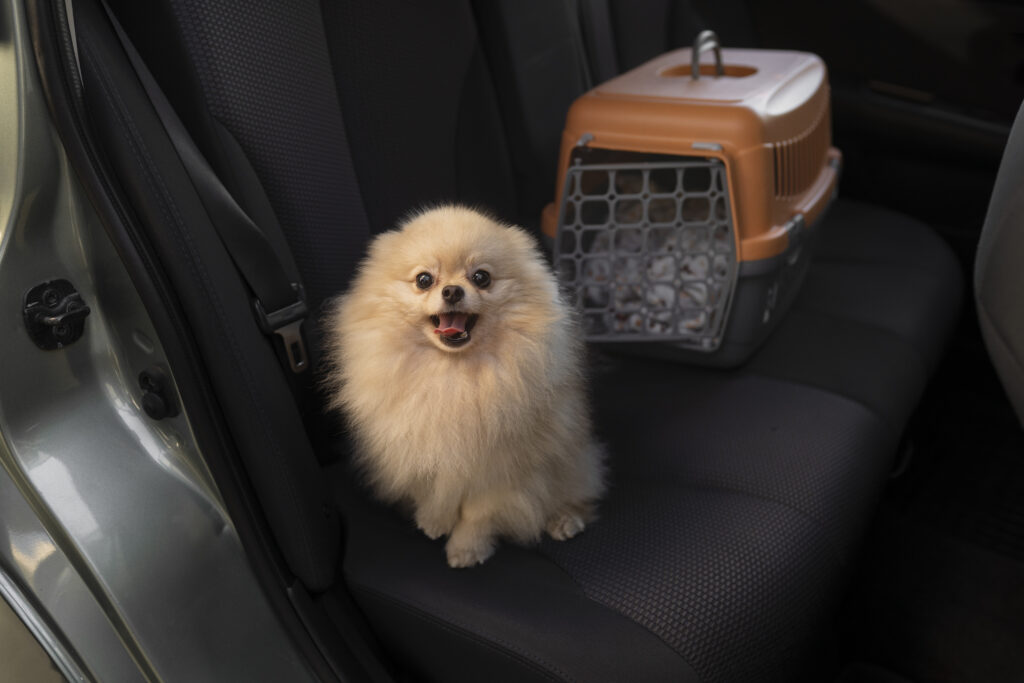 Viajar Com Pets