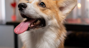 corgi olhando pra cima com a língua de fora